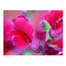 Vinrant Pink Snapdragons Post Cards