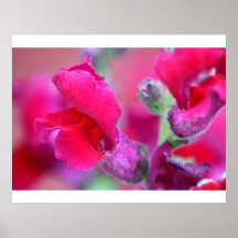 Vinrant Pink Snapdragons Poster