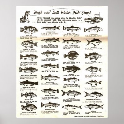 Nz Fish Chart