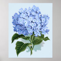 Vintage Blue Hydrangea Poster posters