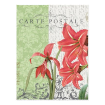 Vintage Christmas-Amaryllis postcard