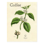 Vintage Coffee Plant Postcards