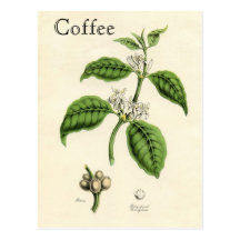 Vintage Coffee Plant Postcards