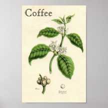 Vintage Coffee Plant Poster