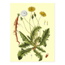 Vintage Dandelion Illustration Post Cards