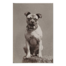 Vintage Dog Photo