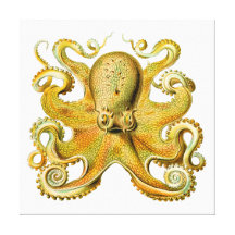 Vintage Ernst Haeckel Octopus in Yellow Stretched Canvas Prints