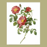 Vintage Flowers Floral Red Rose of Love by Redoute posters