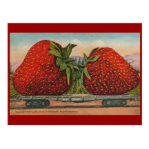 Vintage Giant Strawberries Post Cards