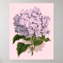 Vintage Hydrangea in Violet Poster posters
