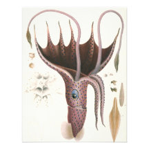 Vintage Marine Life Animal, Umbrella Squid Personalized Invites