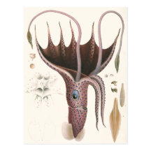 Vintage Marine Life Animal, Umbrella Squid Postcards