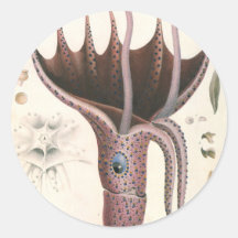 Vintage Marine Life Animal, Umbrella Squid Round Stickers
