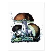 vintage mushroom art post cards