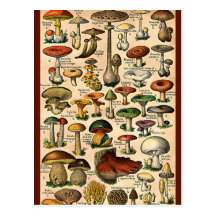 Vintage Mushroom Guide Postcard