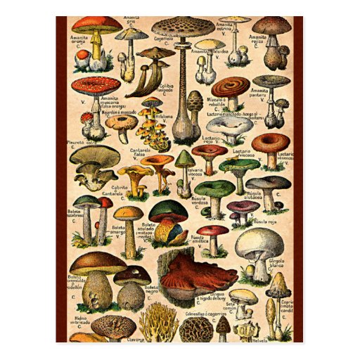 Vintage Mushroom Guide Postcard