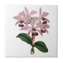 Vintage Orchids Tile