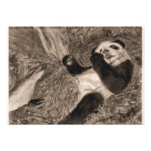 Vintage Panda Play Invitation
