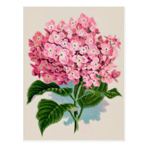 Vintage Pink Hydrangea Flower Postcard postcards