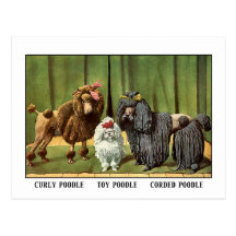 Vintage Poodles Post Card