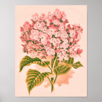 Vintage Powder Pink Hydrangea Poster posters