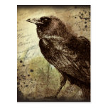 Vintage Raven Postcard