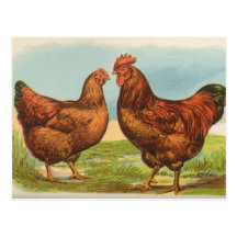 Vintage "Rhode Island Red Chicken" Postcard