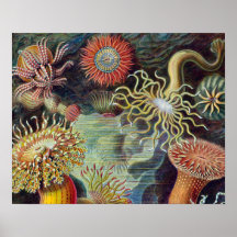 Vintage sea anemones scientific illustration poster