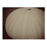 Vintage Sea Urchin Postcards