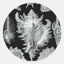 Vintage Seashell Print Stickers