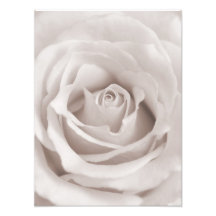 Vintage Sepia White & Cream Rose Background Custom Photographic Print