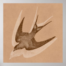 Vintage Swallow Illustration - 1800's Antique Bird Print