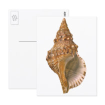 Vintage Triton Seashell Post Card