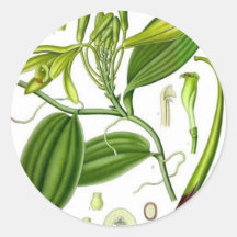 Vintage Vanilla Pod Specimen Round Stickers