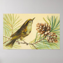 Vintage Wren Poster
