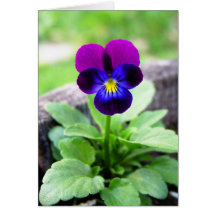 Viola card
