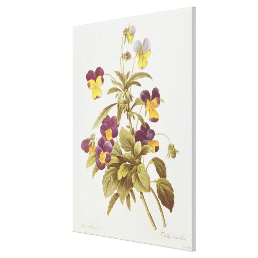 Viola Tricolour Gallery Wrapped Canvas
