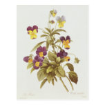 Viola Tricolour Postcard