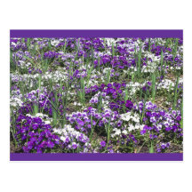 Violas Postcards