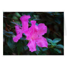 Violet Azaleas Card