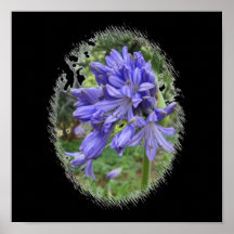 Violet flower posters