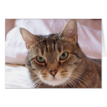 Violet Greeting Cards