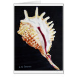 Violet Spider conch Cards