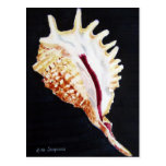 Violet Spider conch Post Card