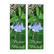 VIRGINIA BLUEBELLS BOOKMARKS POSTCARDS