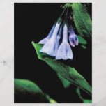 Virginia Bluebells Flyer Design
