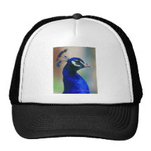 vivid blue peacock mesh hats