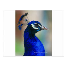 vivid blue peacock postcards
