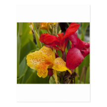 Vivid Colour Post Card