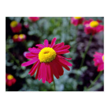 Vivid daisy  flowers post cards